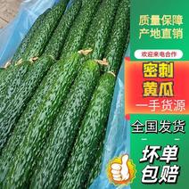 青州新鲜黄瓜0.38元，长刺黄瓜新鲜上市！
