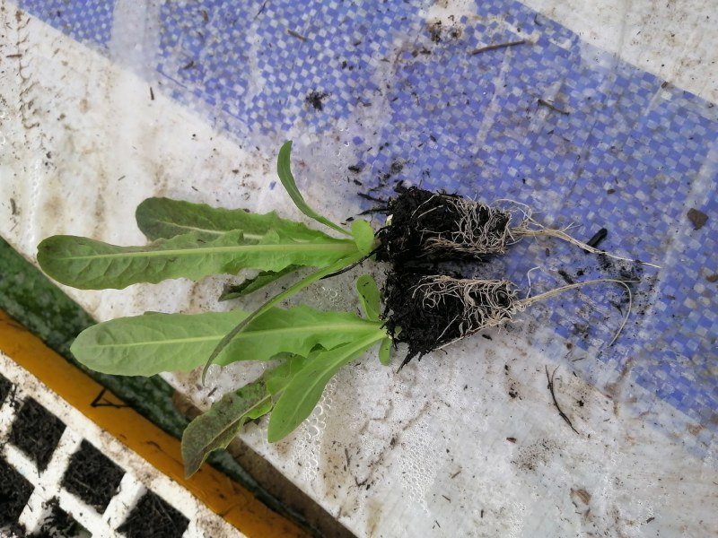 云南香笋苗-紫叶香笋苗绿叶香笋苗-品种齐全-质优价廉