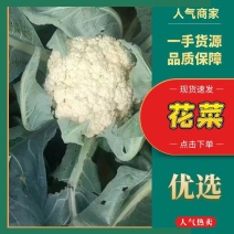 精品松花菜松散米黄大量上市产地一手货源