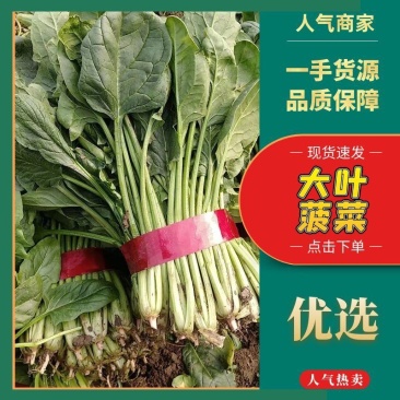 菠菜0.5元～1元大量供货，品质有保证，合作共赢