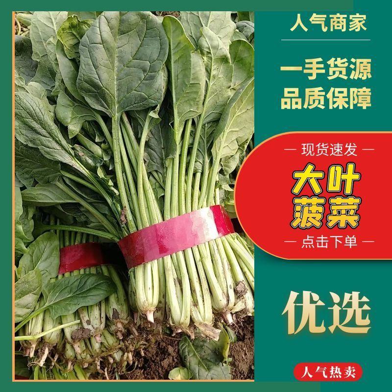 菠菜0.5元～1元大量供货，品质有保证，合作共赢