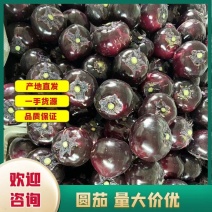 精品圆茄0.5元~0.8元价格便宜欢迎欢迎采购