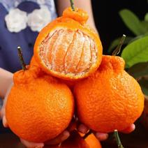 四川正宗丑橘，不知火柑桔，甜度好，基地一手货源，协助找车