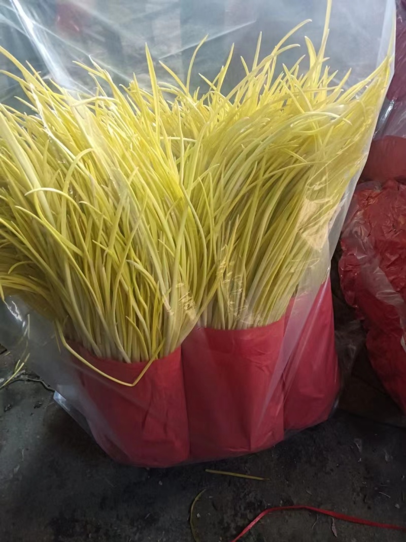 蒜黄山东平邑蒜黄〔精选〕蒜头漂瓣大量现货产地发货长度50