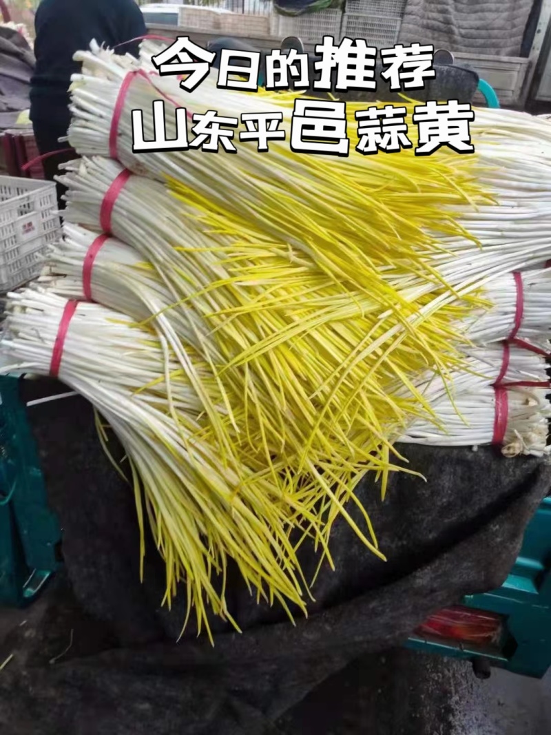 蒜黄山东平邑蒜黄〔精选〕蒜头漂瓣大量现货产地发货长度50