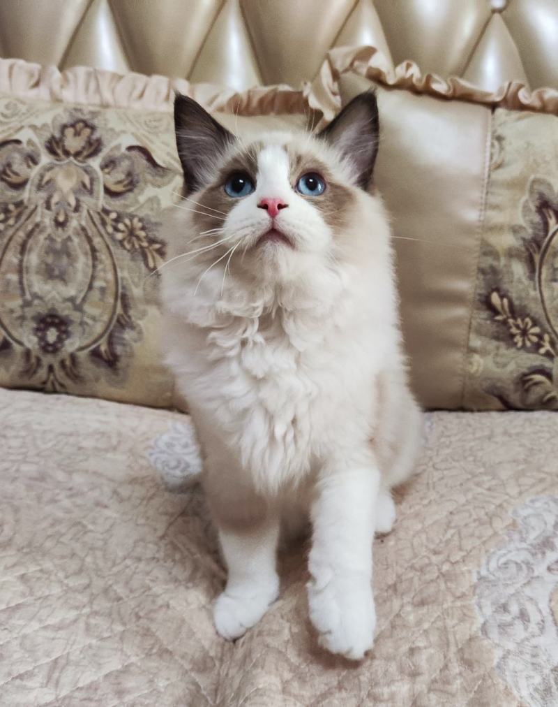 海双布偶猫满耳满背，性格温顺，喜欢粘人