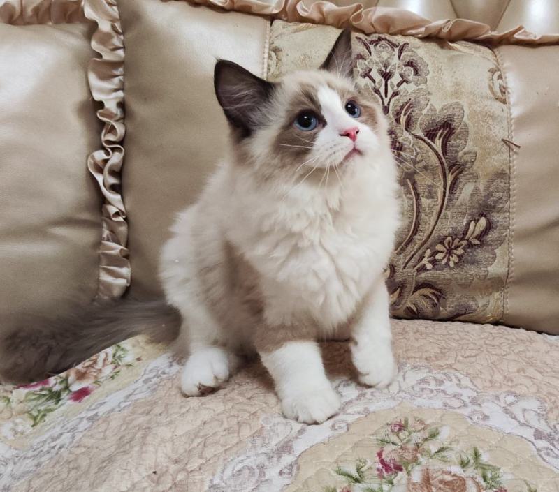 海双布偶猫满耳满背，性格温顺，喜欢粘人
