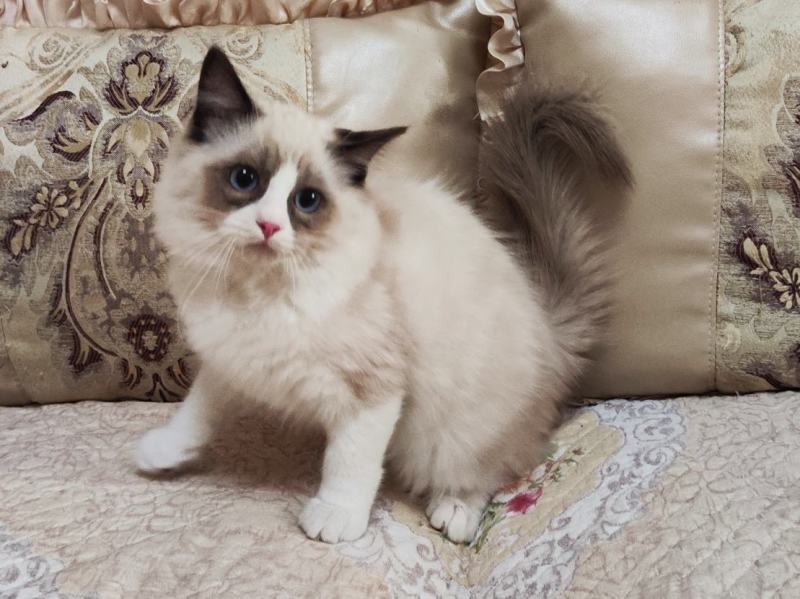 海双布偶猫满耳满背，性格温顺，喜欢粘人
