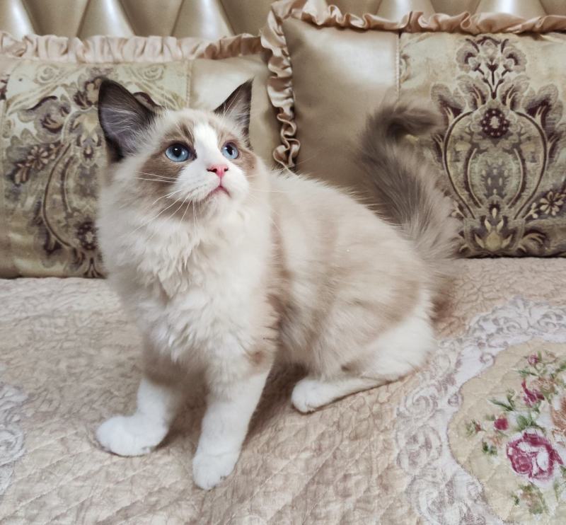 海双布偶猫满耳满背，性格温顺，喜欢粘人