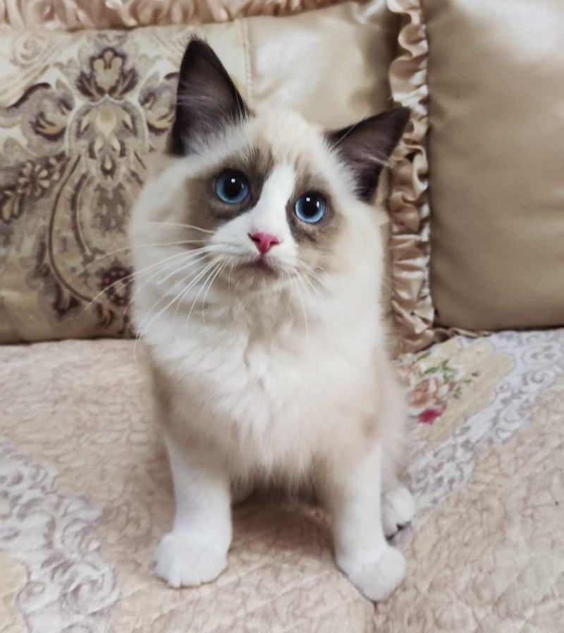 海双布偶猫满耳满背，性格温顺，喜欢粘人