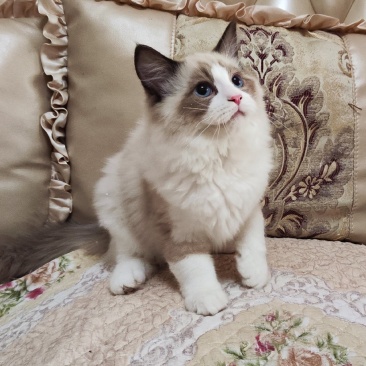 海双布偶猫满耳满背，性格温顺，喜欢粘人
