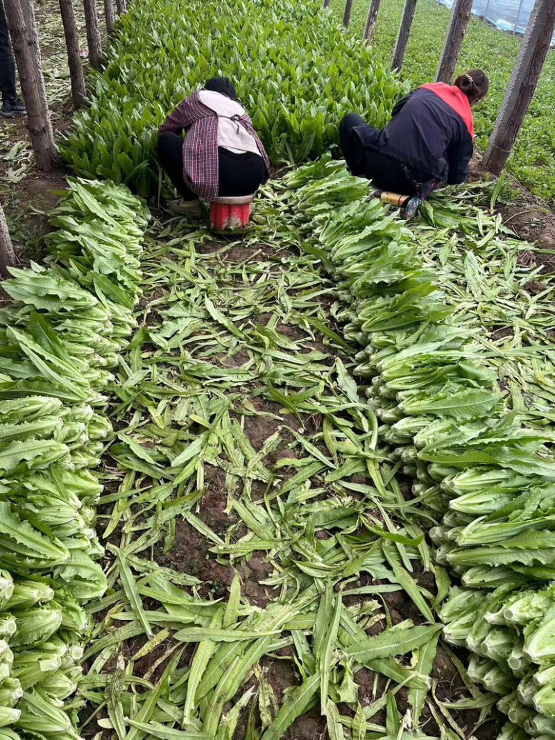 【精品】河北邯郸油麦菜大量上市全国发货可视频看货