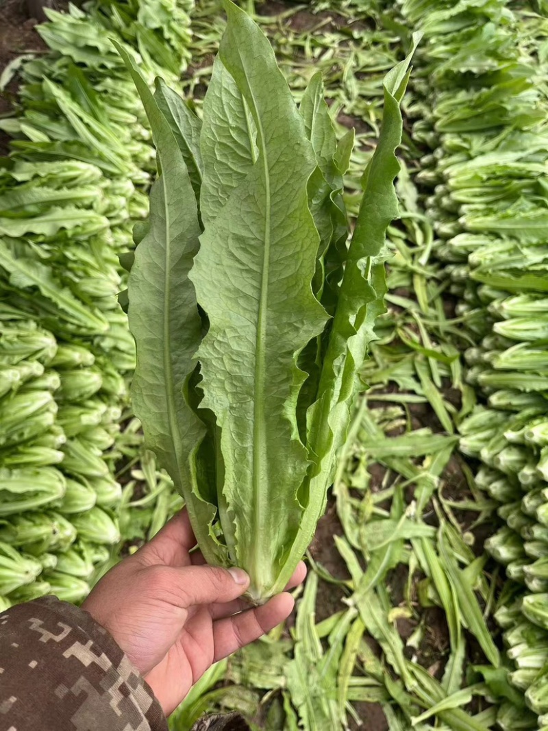 【精品】河北邯郸油麦菜大量上市全国发货可视频看货