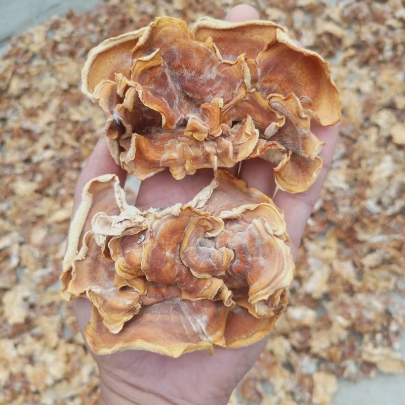 精品榆耳大量供货，山东基地一手货源，规格多样量大从优