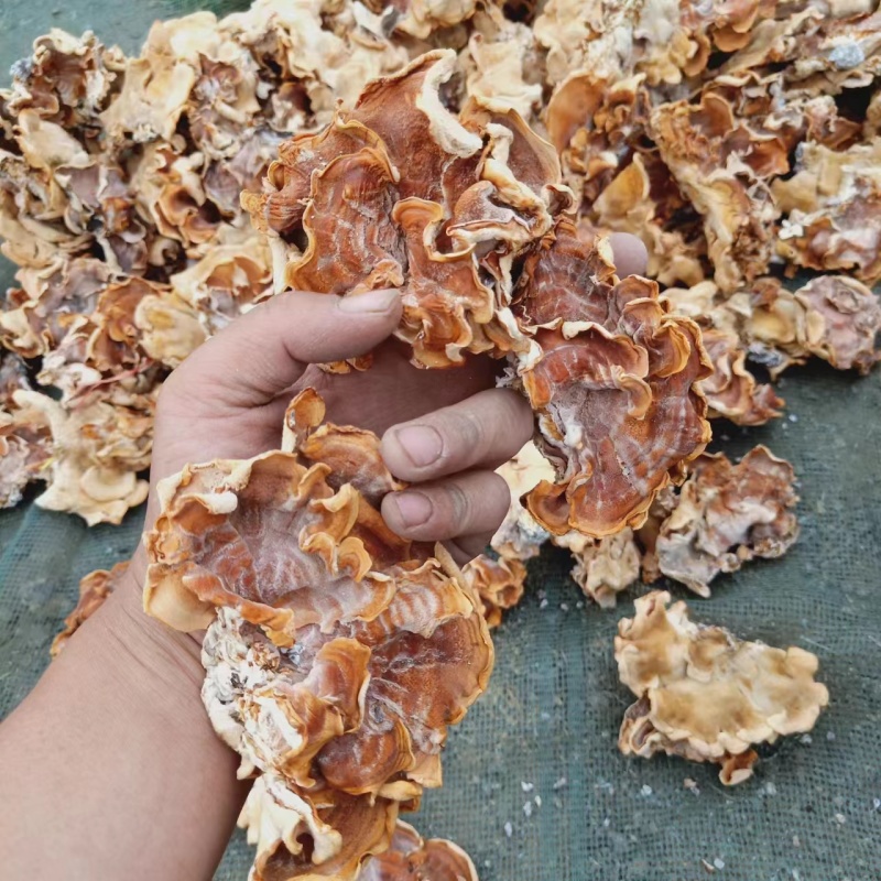 精品榆耳大量供货，山东基地一手货源，规格多样量大从优