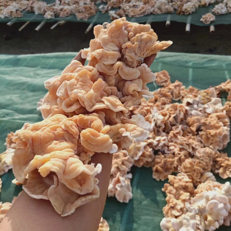 精品榆耳大量供货，山东基地一手货源，规格多样量大从优