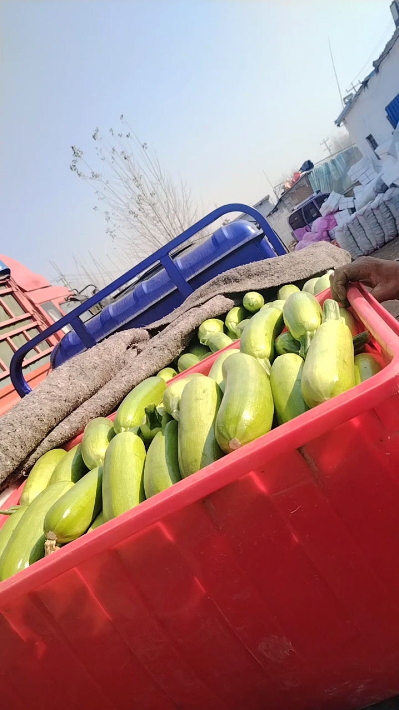 费县西葫芦绿皮西葫芦产地现摘四两起步，对接市场电商商超可