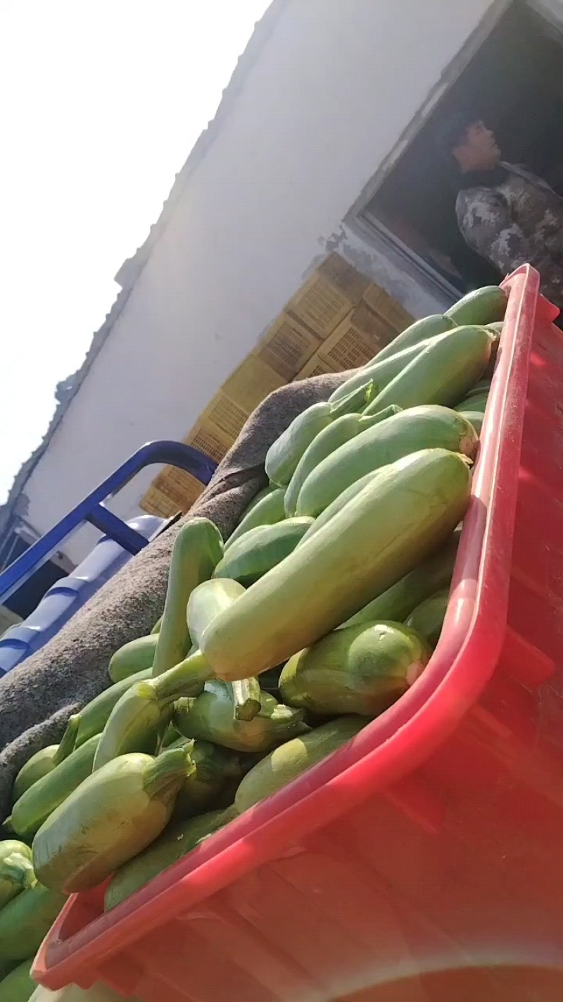 费县西葫芦绿皮西葫芦产地现摘四两起步，对接市场电商商超可