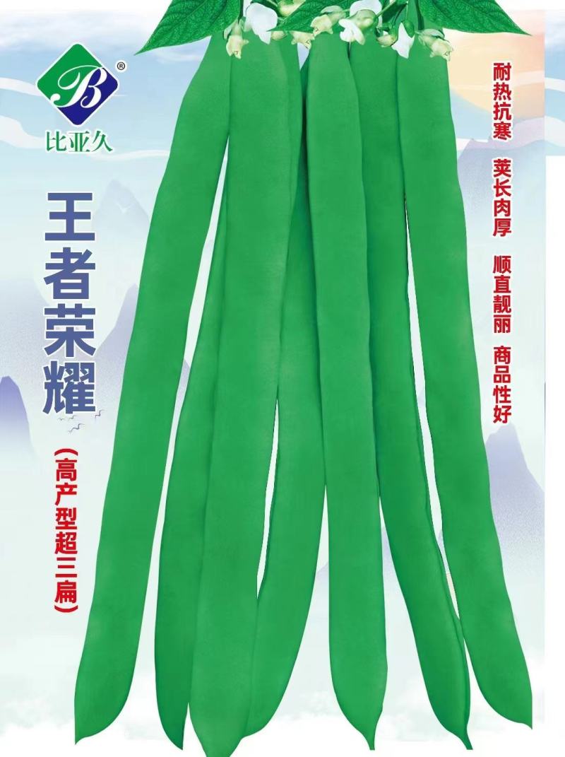 四季豆种子王者荣耀超三扁加长型扁豆早熟翠绿产量高