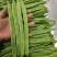 四季豆种子王者荣耀超三扁加长型扁豆早熟翠绿产量高