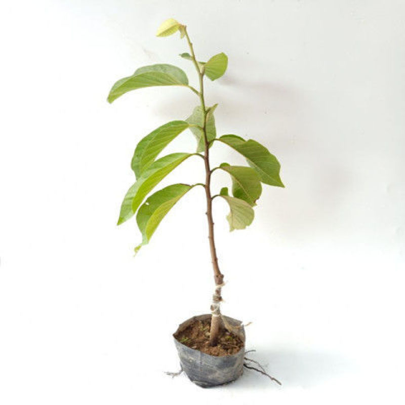 释迦果树苗台湾番荔枝苗番鬼荔枝嫁接当年结果南方种植盆