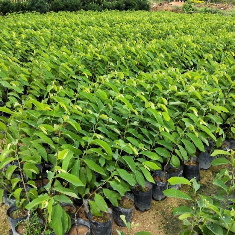 释迦果树苗台湾番荔枝苗番鬼荔枝嫁接当年结果南方种植盆