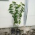 释迦果树苗台湾番荔枝苗番鬼荔枝嫁接当年结果南方种植盆