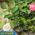 释迦果树苗台湾番荔枝苗番鬼荔枝嫁接当年结果南方种植盆