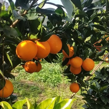 脐橙