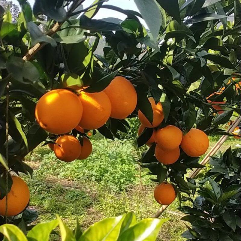 脐橙