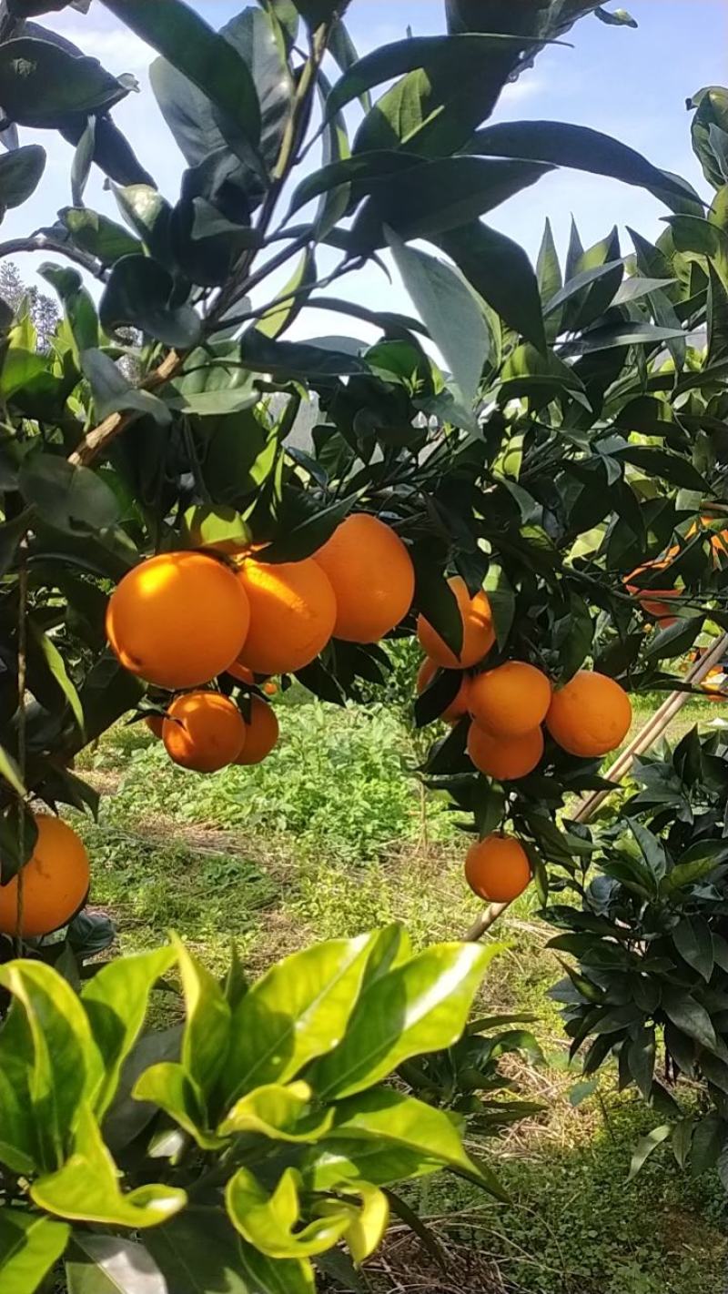 脐橙