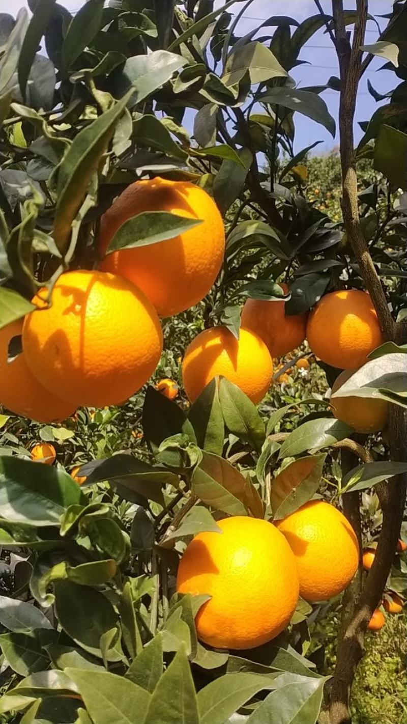 脐橙
