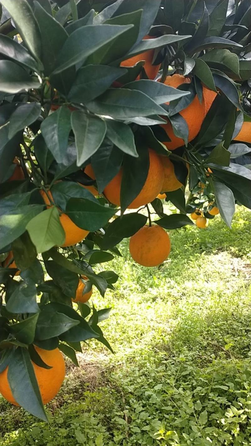 脐橙
