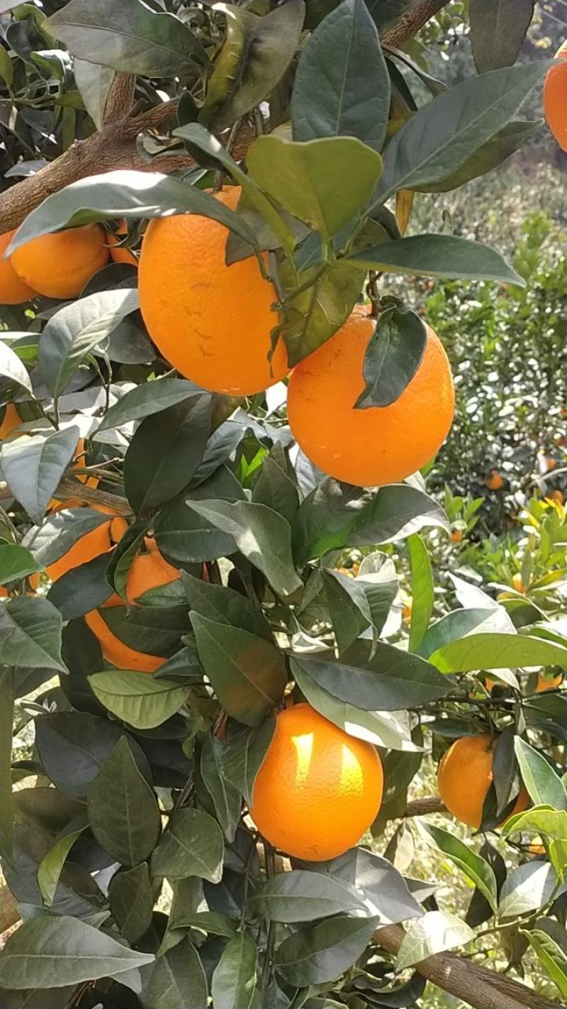 脐橙
