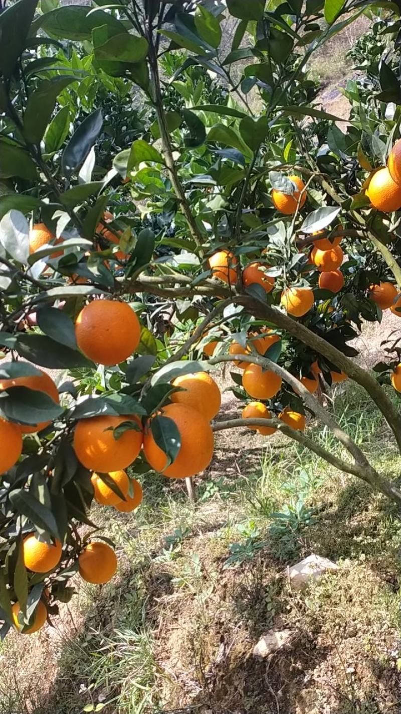 脐橙