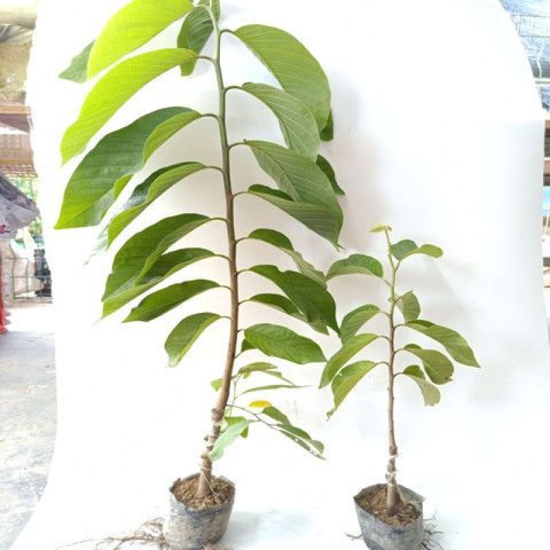 四季释迦果树苗台湾番荔枝苗嫁接当年结果南方地栽种植盆栽果