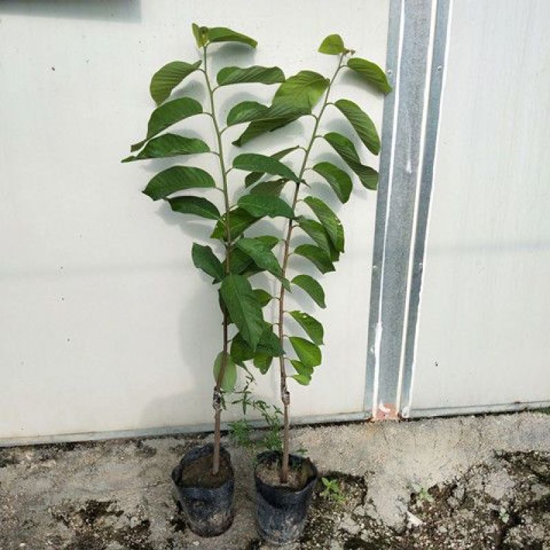 四季释迦果树苗台湾番荔枝苗嫁接当年结果南方地栽种植盆栽果