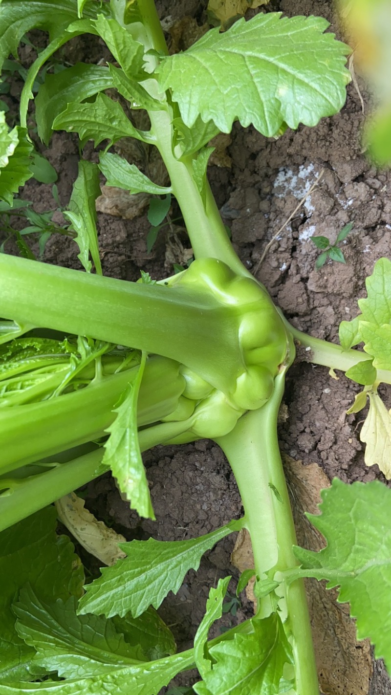 鲜榨菜大量上市中支持各种包装电商货市场货工厂货