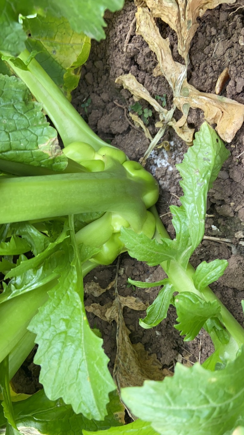 鲜榨菜大量上市中支持各种包装电商货市场货工厂货