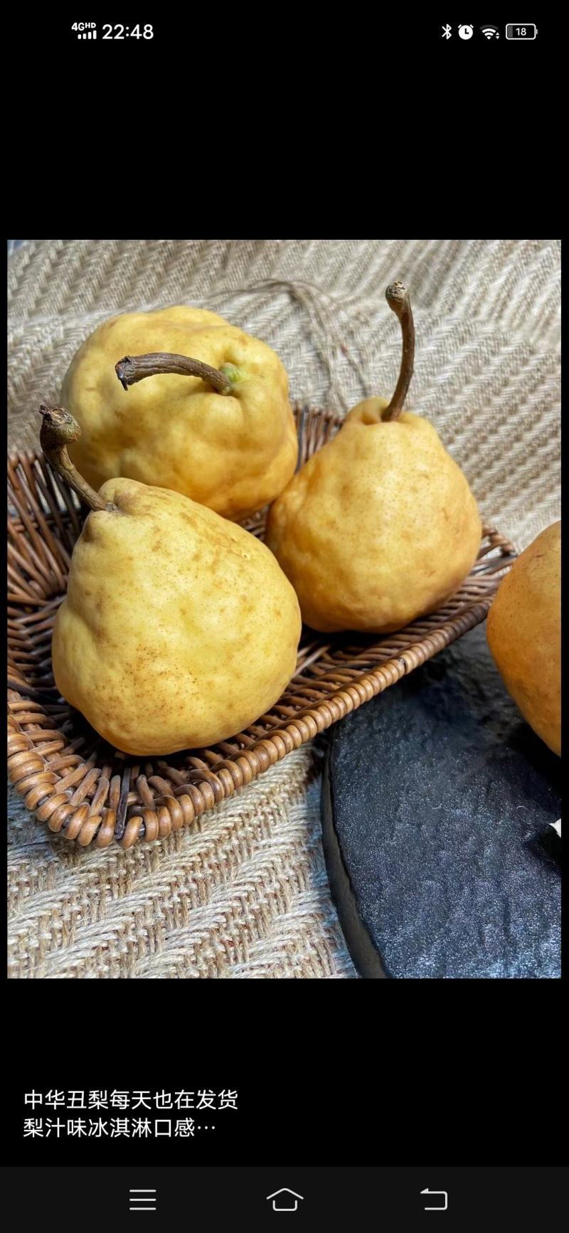 山东莱阳丑梨