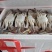 优质虾尾