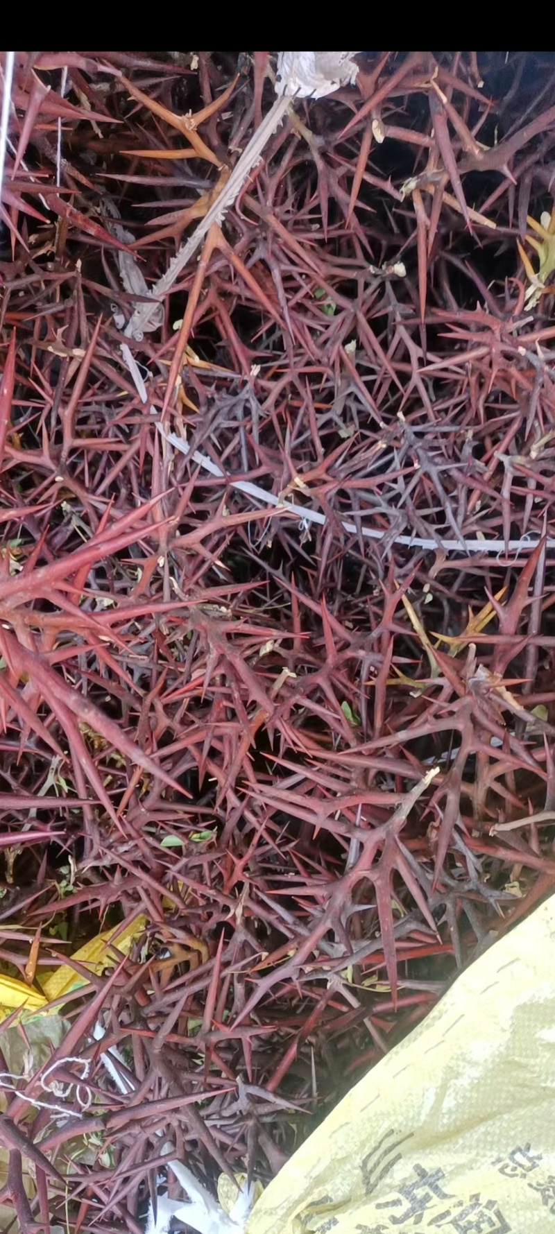 皂角刺，天丁，无枝，一手货源产地直发，保证质量