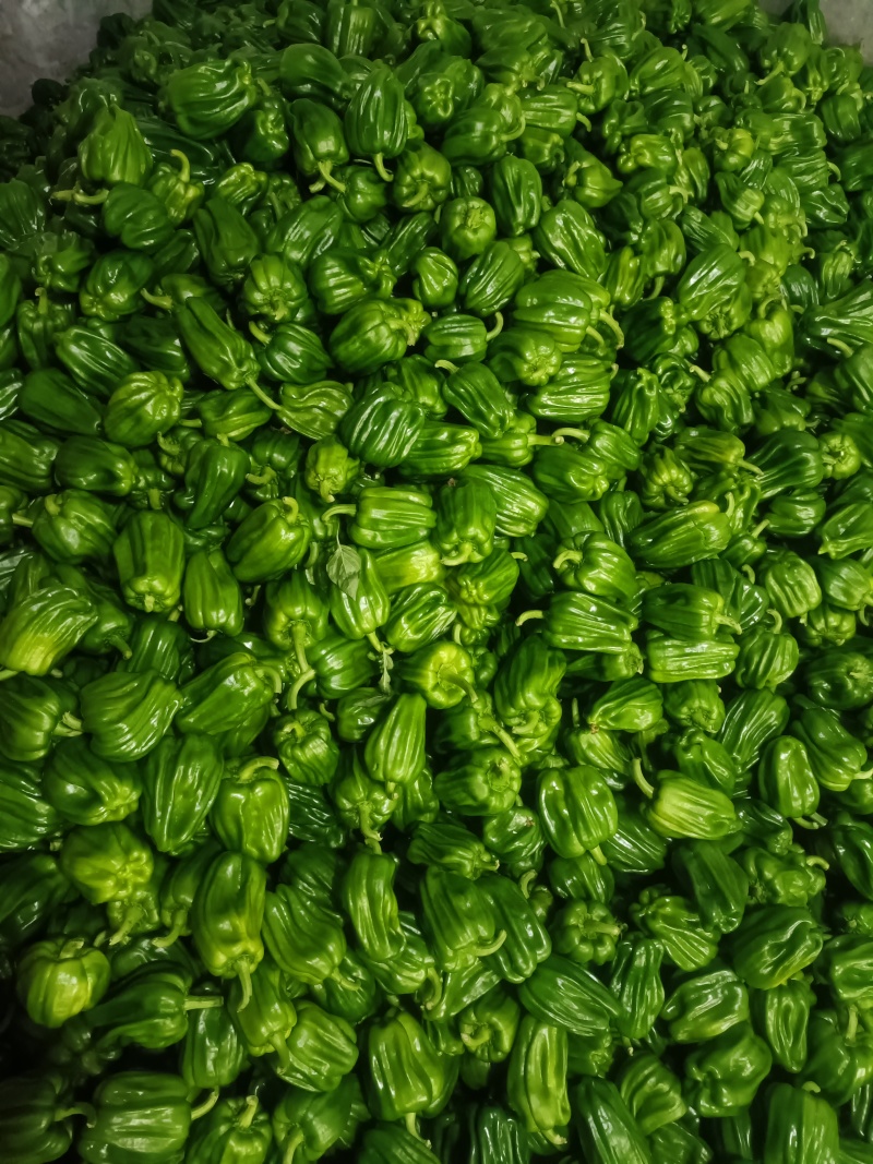 麻辣椒10-15厘米青中辣.产地代办