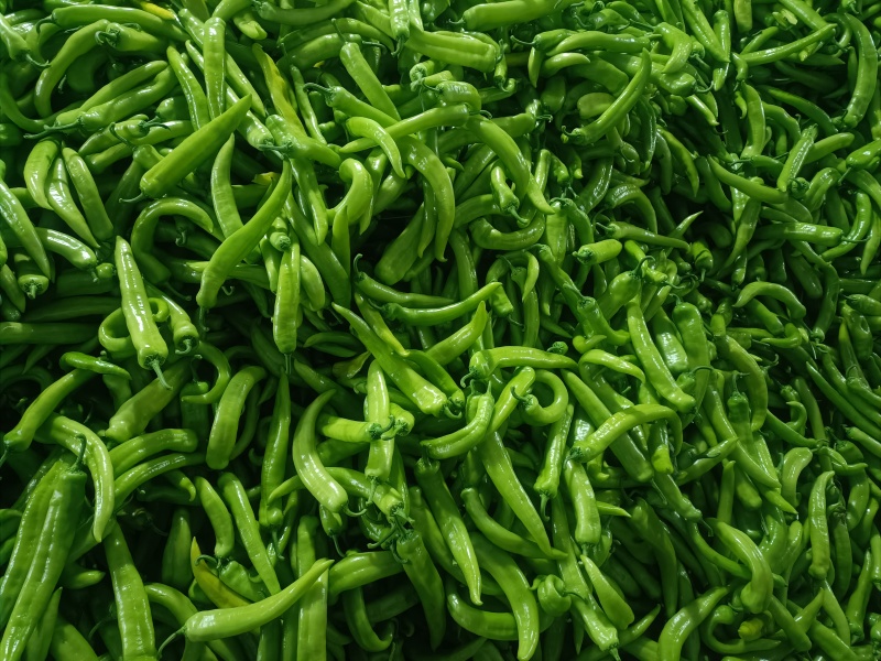 绿皮尖椒.质量好.颜色好.产地代办.91