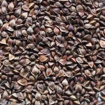 苦荞苦荞米