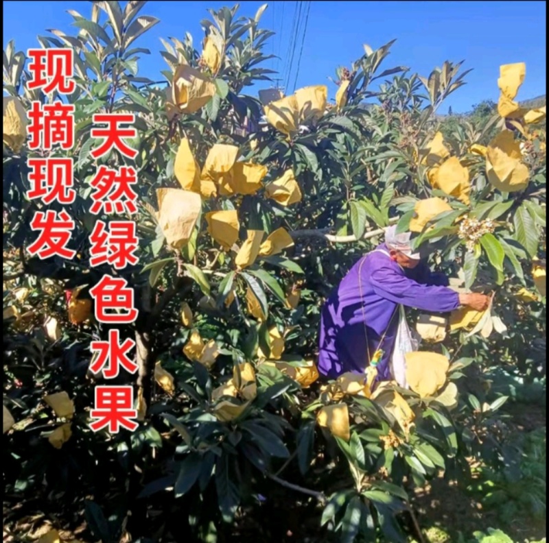 蒙自枇杷各种规格电商货多多买菜、网套果美团等…