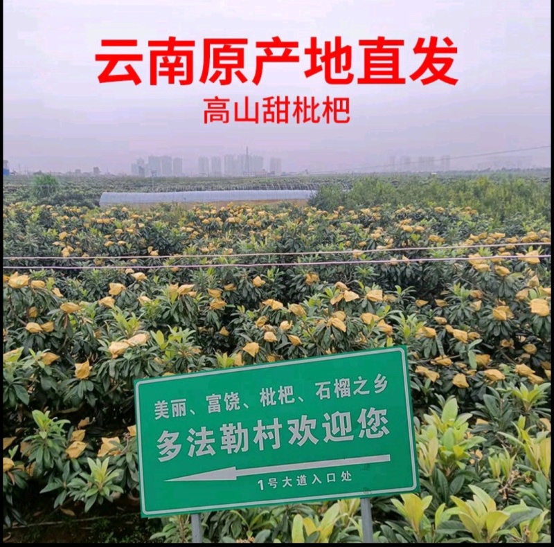 蒙自枇杷各种规格电商货多多买菜、网套果美团等…