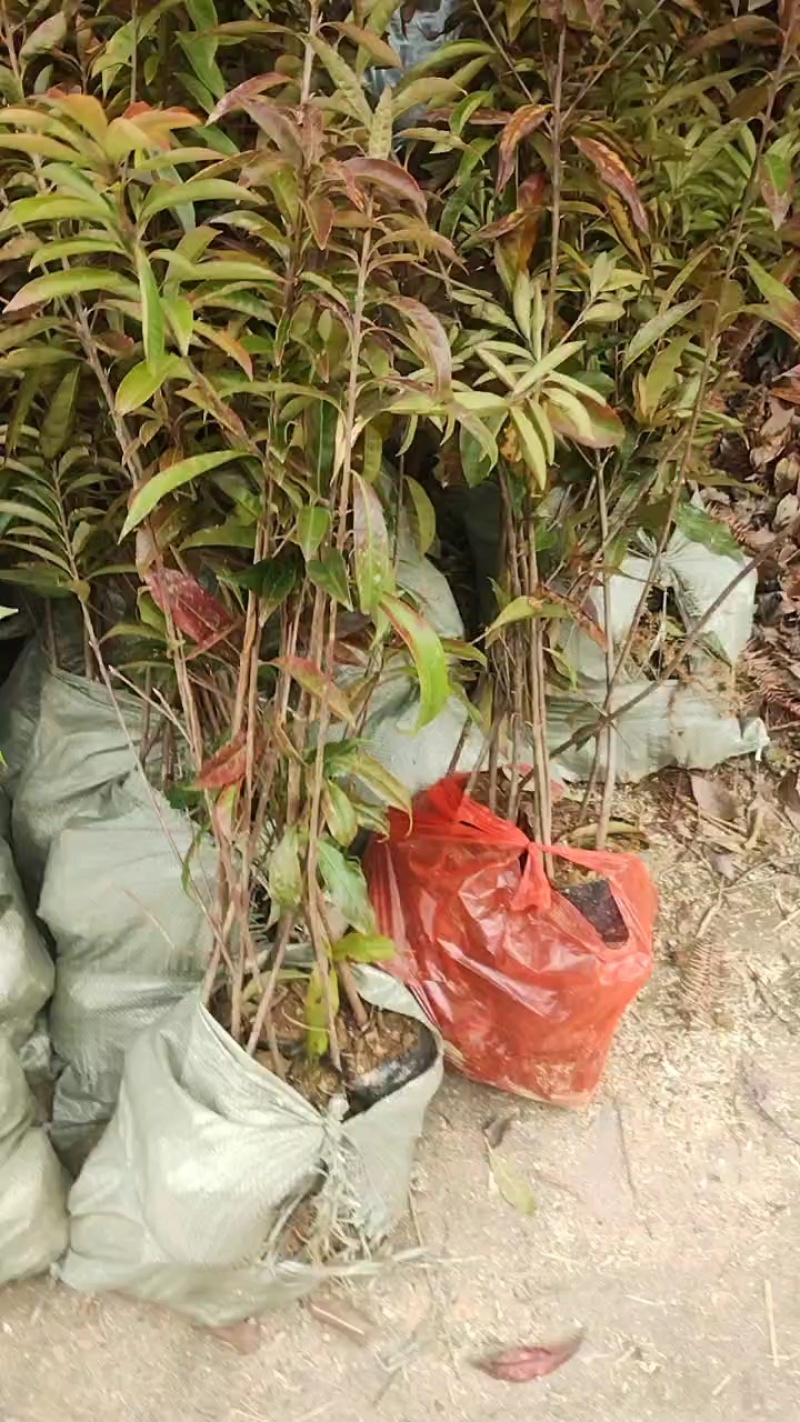 木荷容器苗