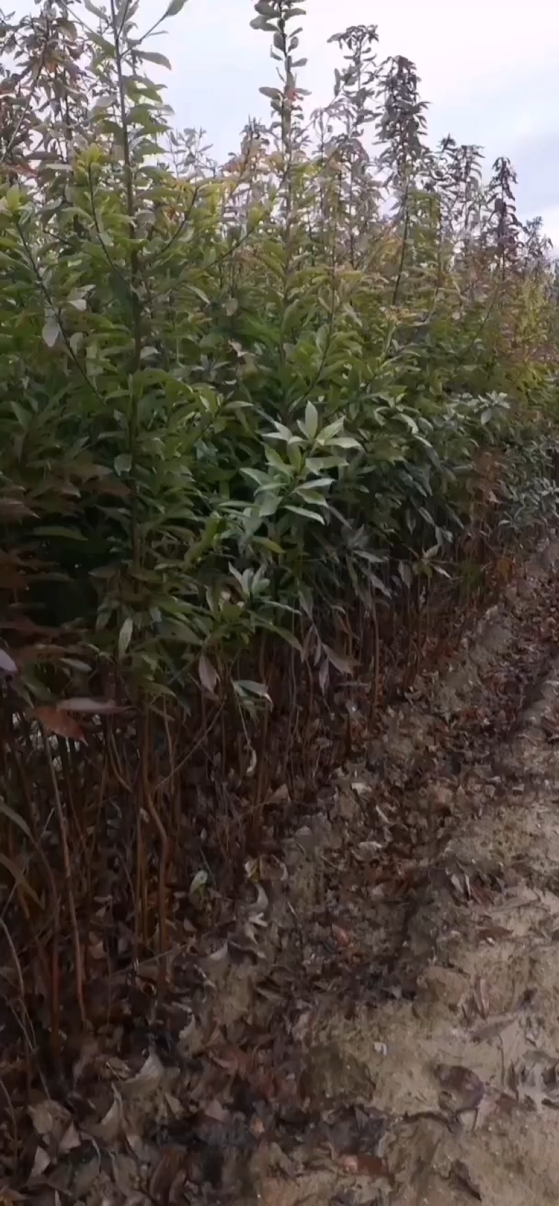 木荷容器苗