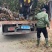 木荷容器苗